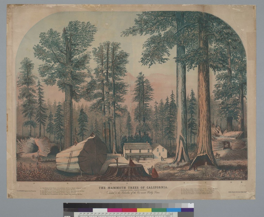 Kawaguchi's US history survey course in environmental history focuses on California, where the introduction of European plant and animal species disrupted the native ecosystem. The Mammoth Trees of California, Calaveras County, Sequoia Gigantea [redwood], ca. 1855, UC Berkeley, Bancroft Library, via Calisphere